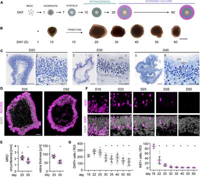 Mouse Retinal Organoid Growth and Maintenance in Longer-Term Culture